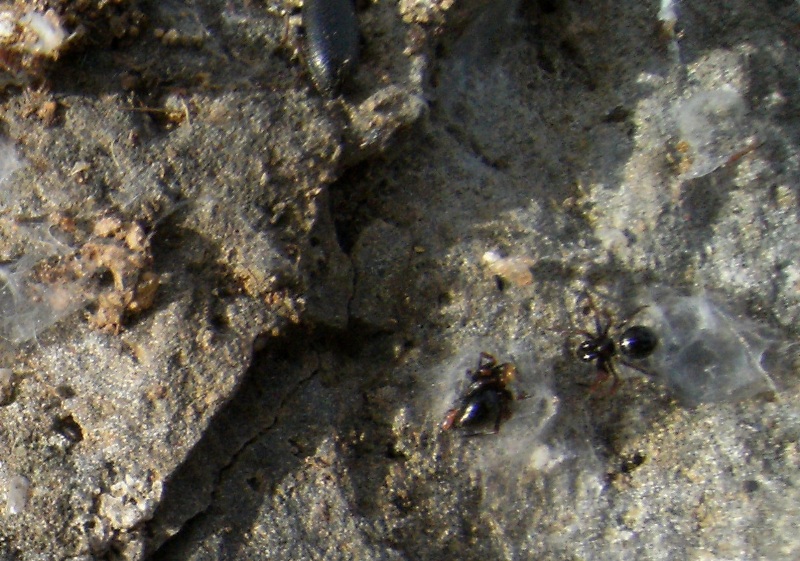Coppia di Euryopis